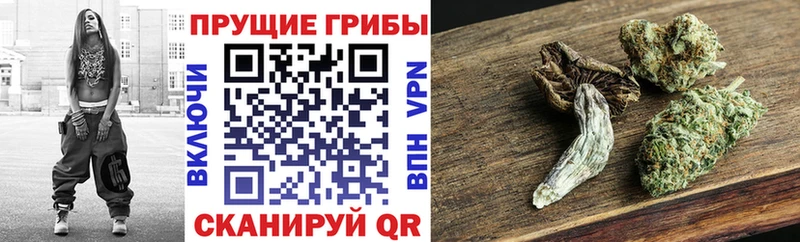 mega как войти  это клад  Псилоцибиновые грибы Psilocybine cubensis  Зея 